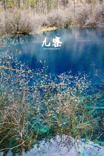 除虫大师